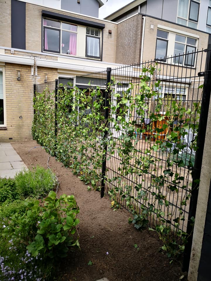 eerlijk Scheur Visser Hekwerk met beplanting - Amberboom Tuinen